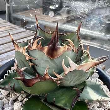 ブ*リ様 20アガベ　チタノタ　オテロイ　シーザー　ボールタイプ種優良血統 fit=scale-down,w=1200