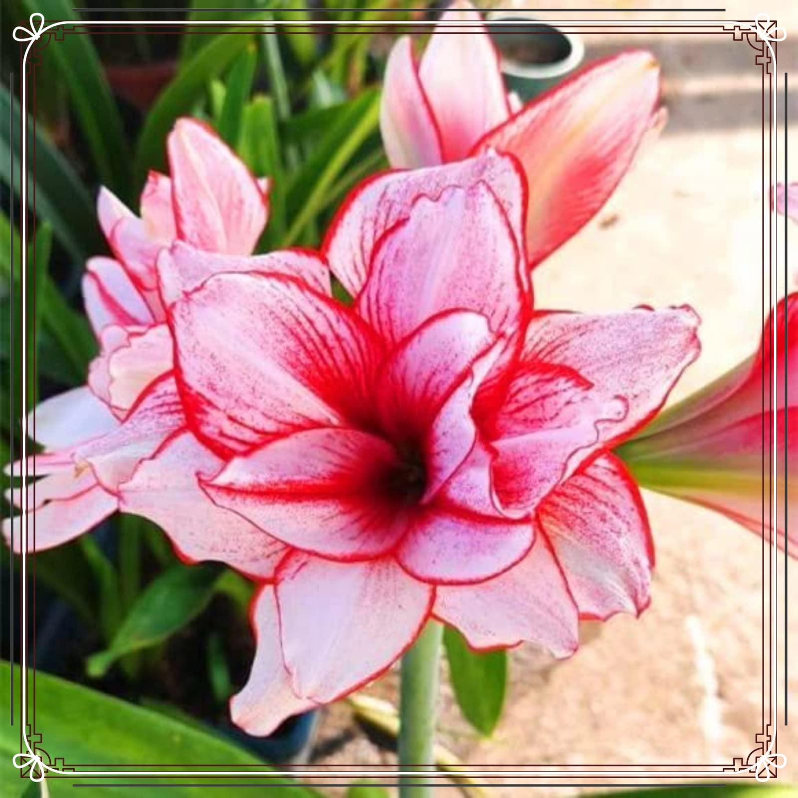 Amaryllis Zwiebeln-Leuchtend Rote Blumen,Amaryllis Zwiebel  Gewachst,Amaryllis Kaufen,Urlaub Perfekte,Winterhart Mehrjhrig,Hippeastrum  Zwiebel-3zwiebeln,c : Amazon.de: Garten