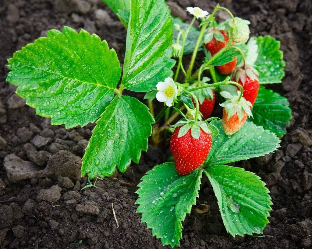 See full amazon price history chart for Creative Farmer Live Fruit Plant Strawberry Garden Bright Red Plant (1 Healthy Live Plant) Creative Farmer Live Fruit Plant Strawberry Garden Bright Red Plant (1 Healthy Live Plant) (B08Q8P4WZ9) Amazon Price History, Amazon Price Tracker