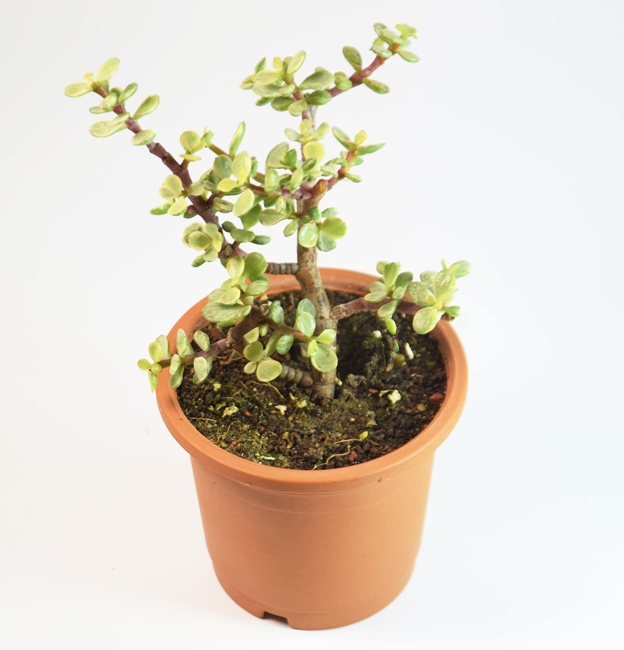 Portulacaria afra Jade Plant Elephant Bush by Veryhom-image-15