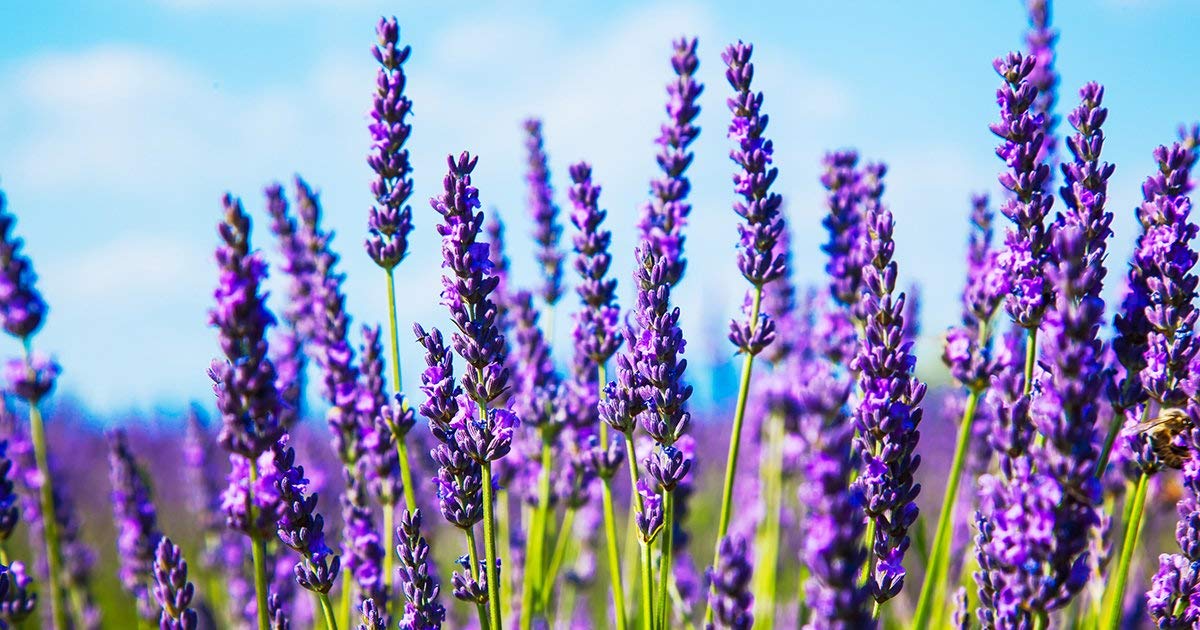 Lavender Flower Seeds, Balcony flower seeds,home garden 20 seeds Pack by Urban Turtle (B09LR9YSLG) Amazon Price History, Amazon Price Tracker