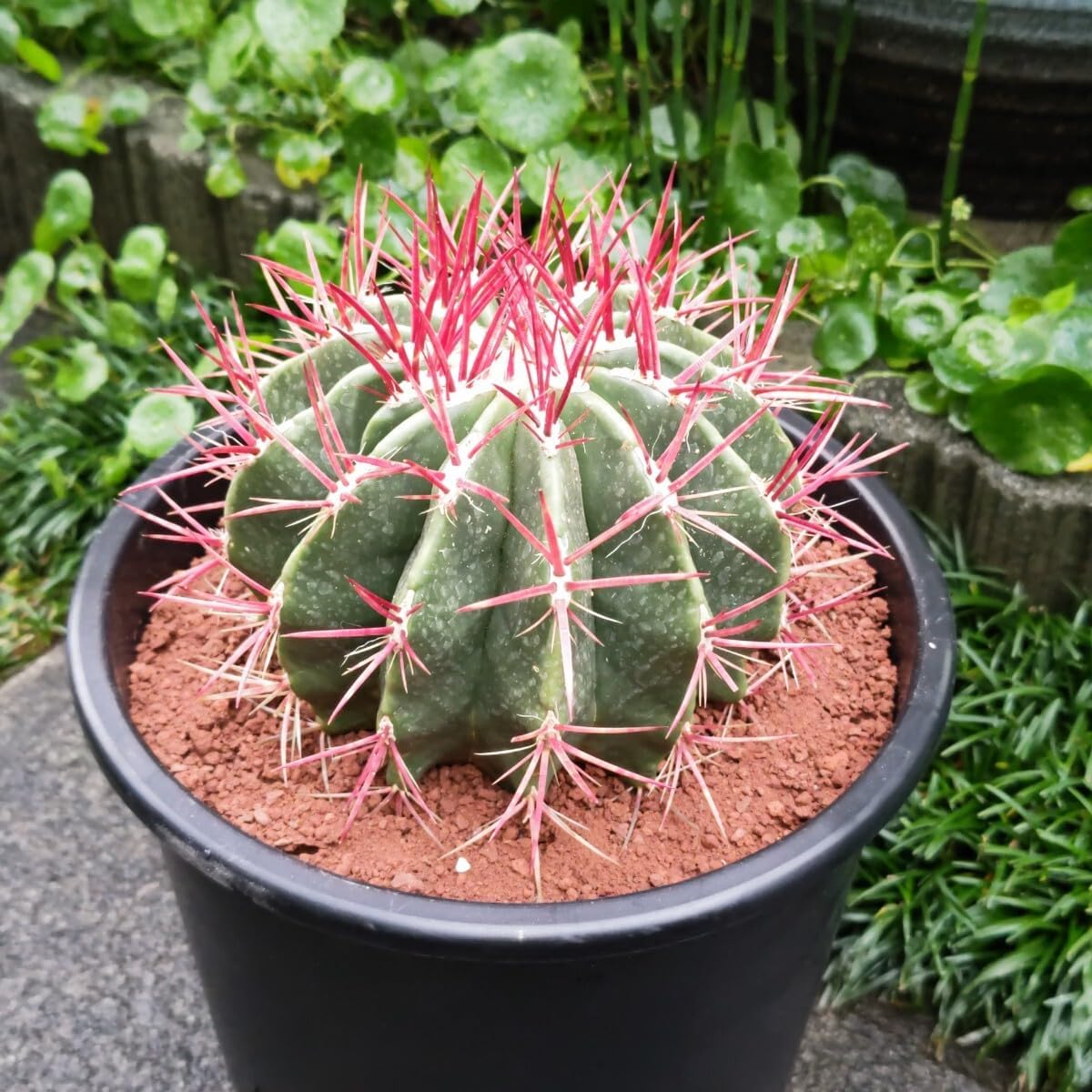 サボテン フェロカクタス 赤鳳 セキホウ 8号 希少品 ビッグサイズ 本物 観葉植物 アガベ 少量