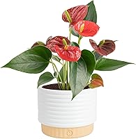 Costa Farms Anthurium Flamingo Flower Live Plant | Air-Purifying 10-14in Indoor Houseplant in Decorative Pot - Gift for Home Office