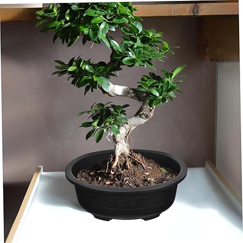 Miniatura 8 de Angoily 2 macetas de entrenamiento para bonsái, maceta de plástico de 15 pulgadas con bandeja de drenaje, maceta ovalada para decoración de