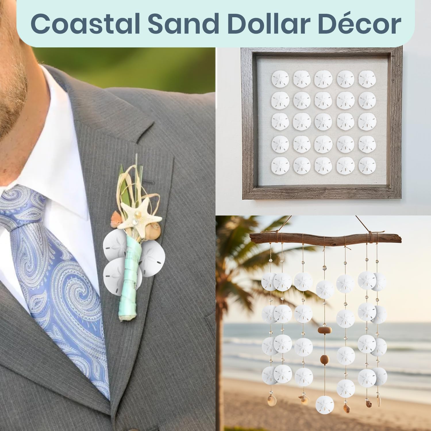 Real Sand Dollars Under 1" (100 Pack) – Sand Dollar Wall Art & Ornament Set – Beach Wedding Decor – Nautical Party Table Decor – Mini Shells for Crafts – Coastal Gifts