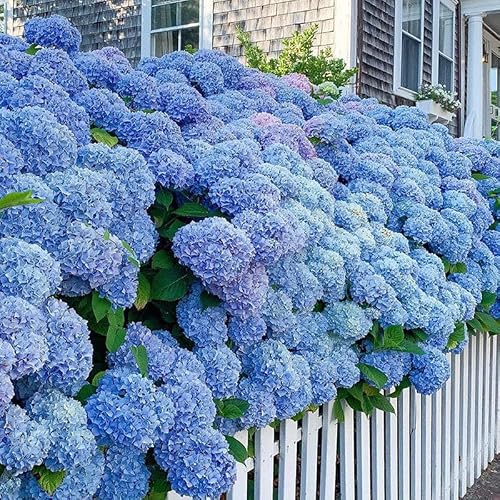 Exquisite Hydrangea Seedlings for Potted Plants and Yard Planting - 2Plants - Add Elegance and Beauty to Your Garden (Blue) - Thumbnail 4