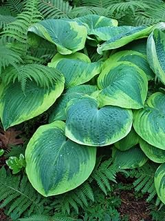 Perennial Farm Marketplace Hosta s. 'Frances Williams' (Plantain Lily) P...