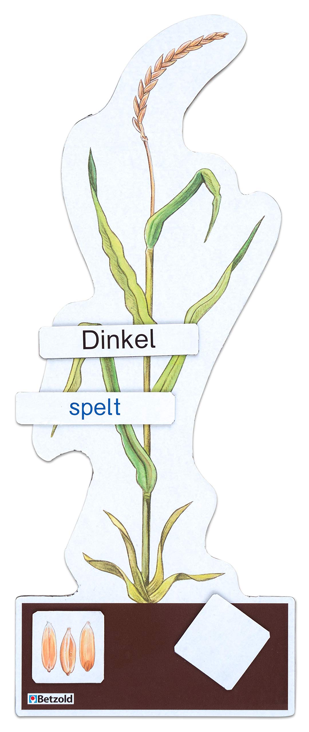Betzold - Sparset "Getreide bestimmen" - Botanik Biologie Lehrmittel Grundschule