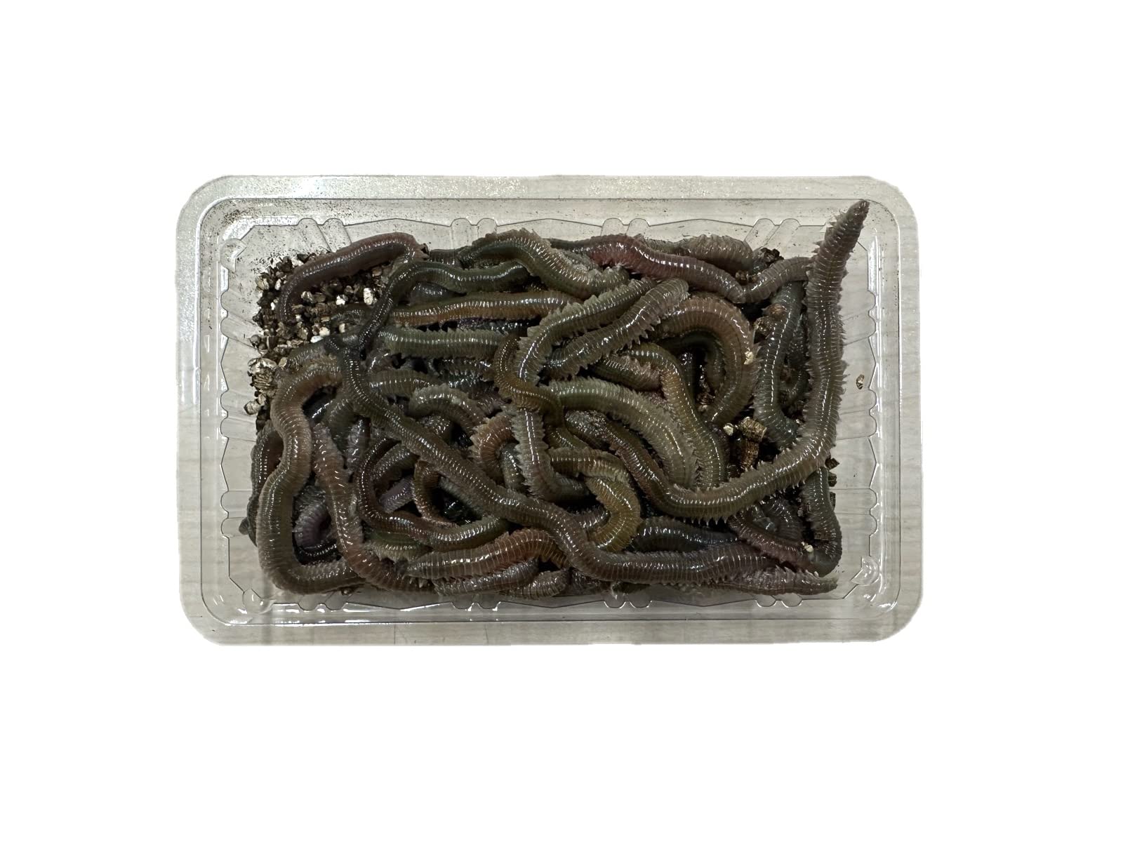 Amazon.co.jp: 青イソメ 中太 50g パック : 食品・飲料・お酒