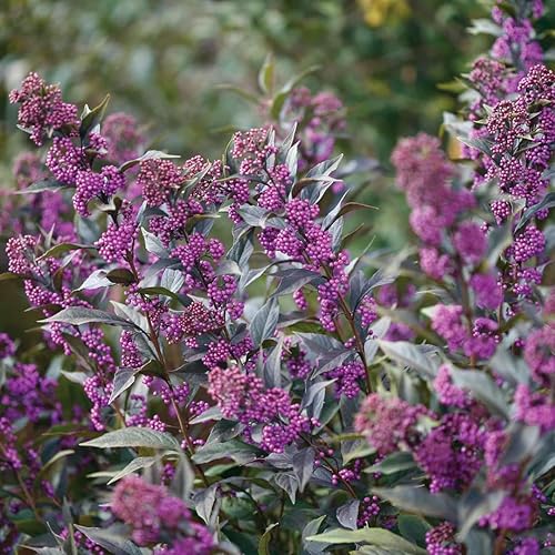 Pearl Glam Beautyberry - Maceta de 4" - Callicarpa - Ganadores probados