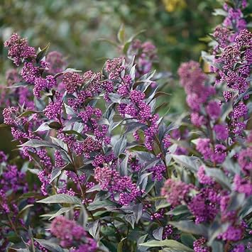 Hirt's Gardens Beautyberry