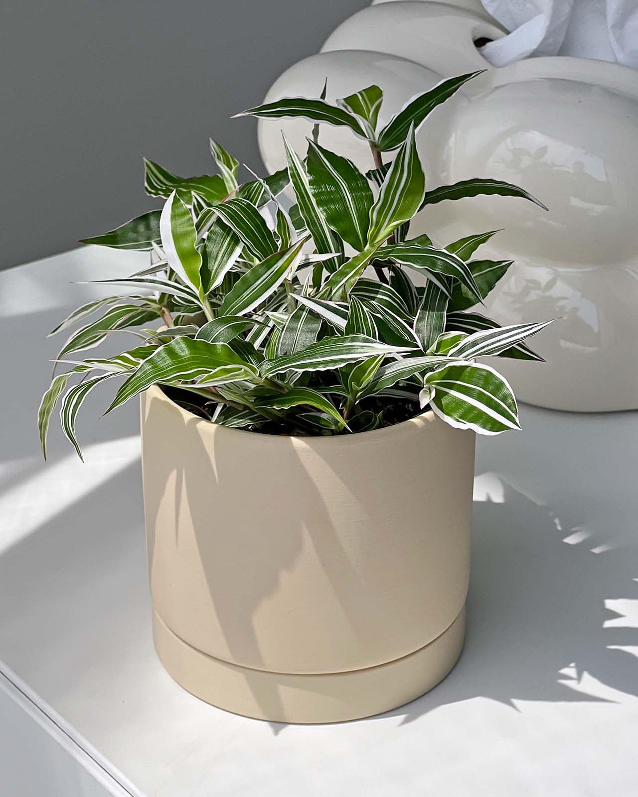 Amazon｜inakougei（イナコウゲイ） 観葉植物 おしゃれ 小さめ ミニ