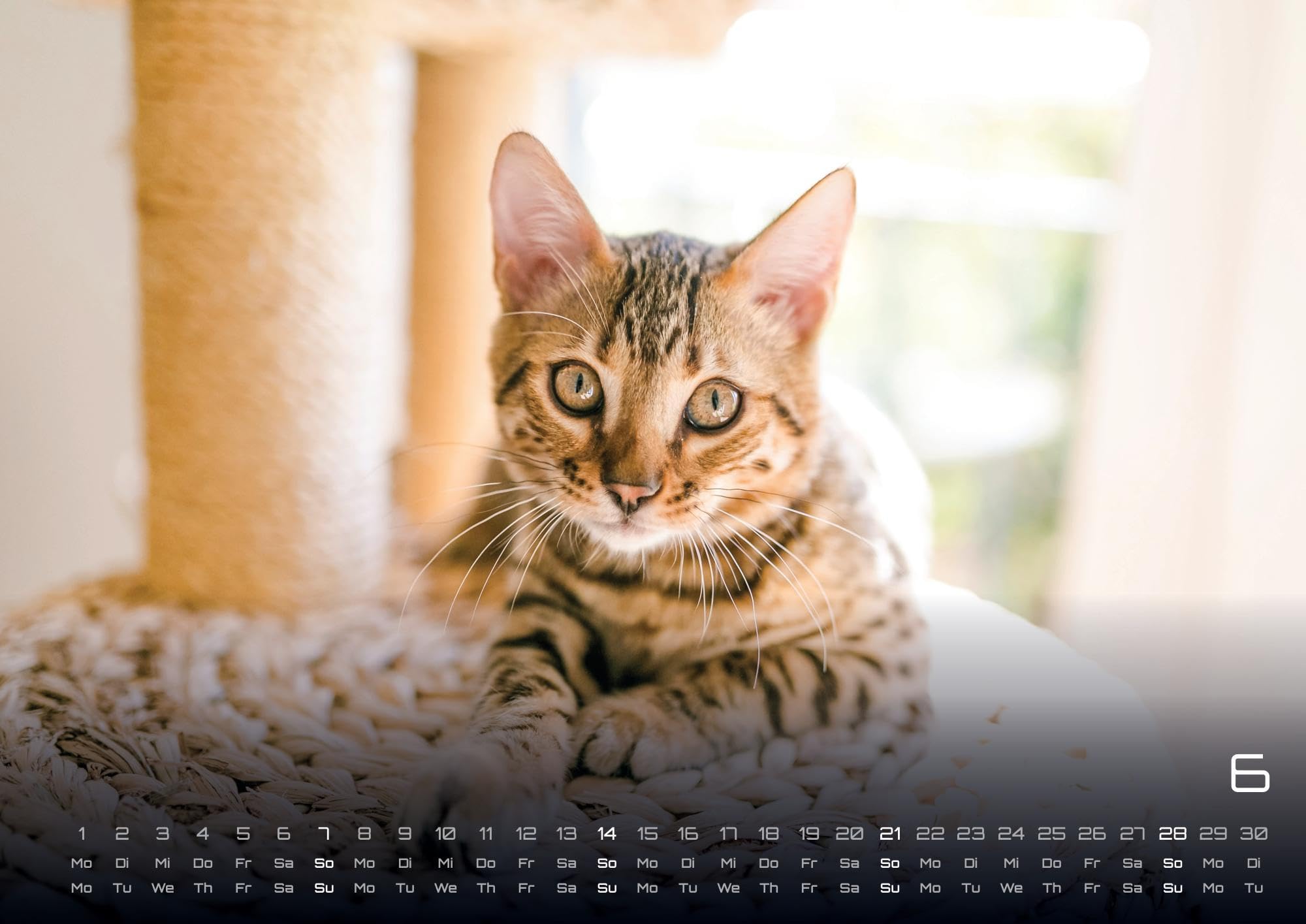 Miau - Unsere Stubentiger - Der Katzenkalender - 2026 - Kalender DIN A2: Der Wandkalender mit den schönsten Katzen-Motiven für das Jahr 2026 im extragroßen Format DIN A2 (ca. 60 x 42 cm)!