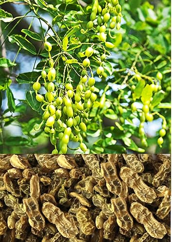 Miniatura 2 de Polvo de extracto orgánico natural puro de 1.1 libras de Sophora Japonica (brote de flores de Sofhora, árbol escolar) -1.1 libras (17.64 oz)