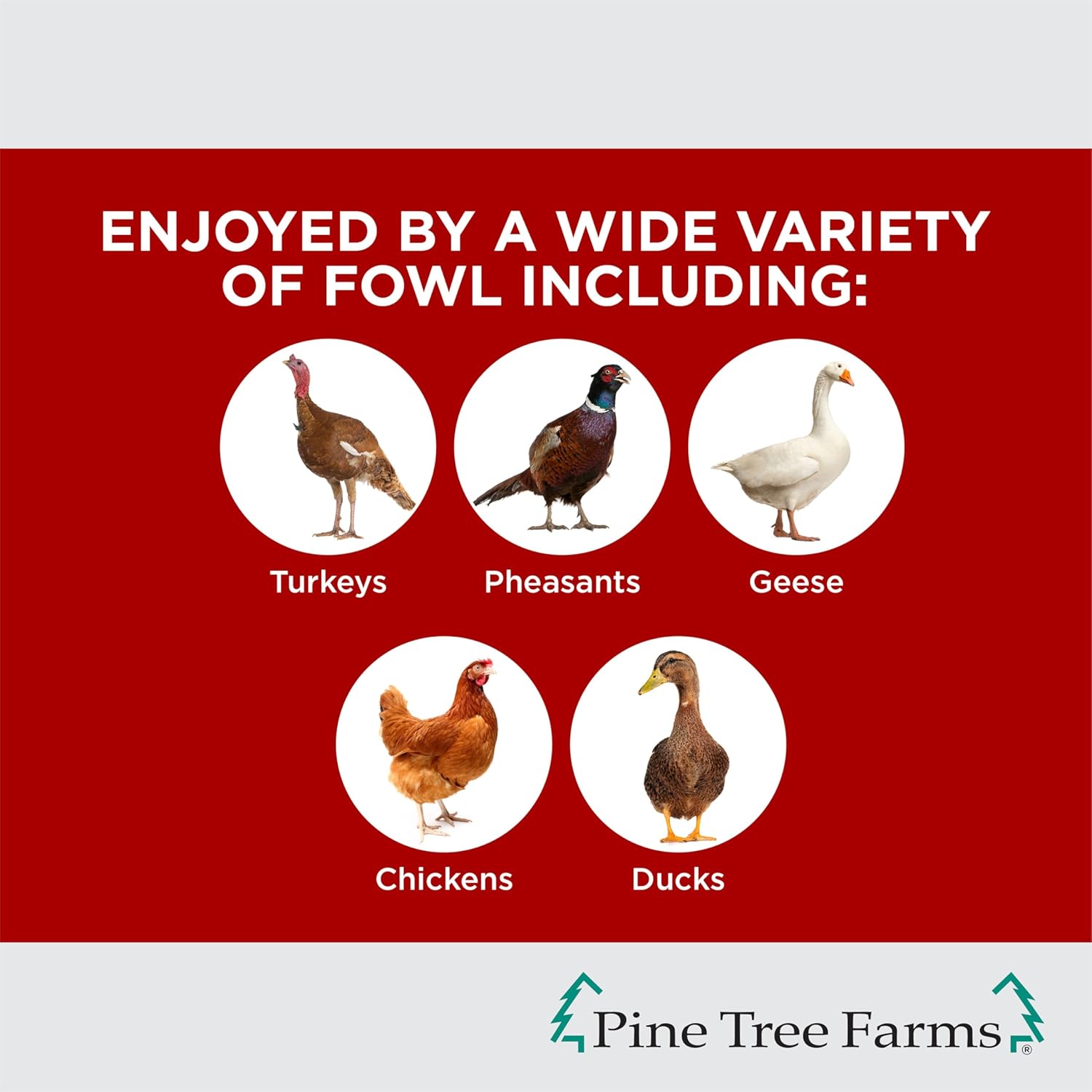 BestNest Pine Tree Farms Hen Pecked Mealworm Banquet Poultry Cakes, 1.75 lb Each, Pack of 8 – High Protein Treats for Chickens, Ducks & Turkeys