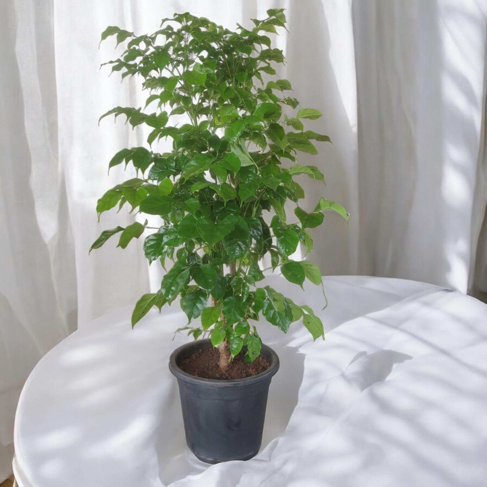 Garden Art Live Indoor Plant Radamachera SInica 80-100cm Tall Large Size Plant in 20cm Growers Pot | Pack of 1 Plant, Air Purifying | Elegant Evergreen Plant to Decor Home and Garden | China Doll (B0DF5DNYSR) Amazon Price History, Amazon Price Tracker