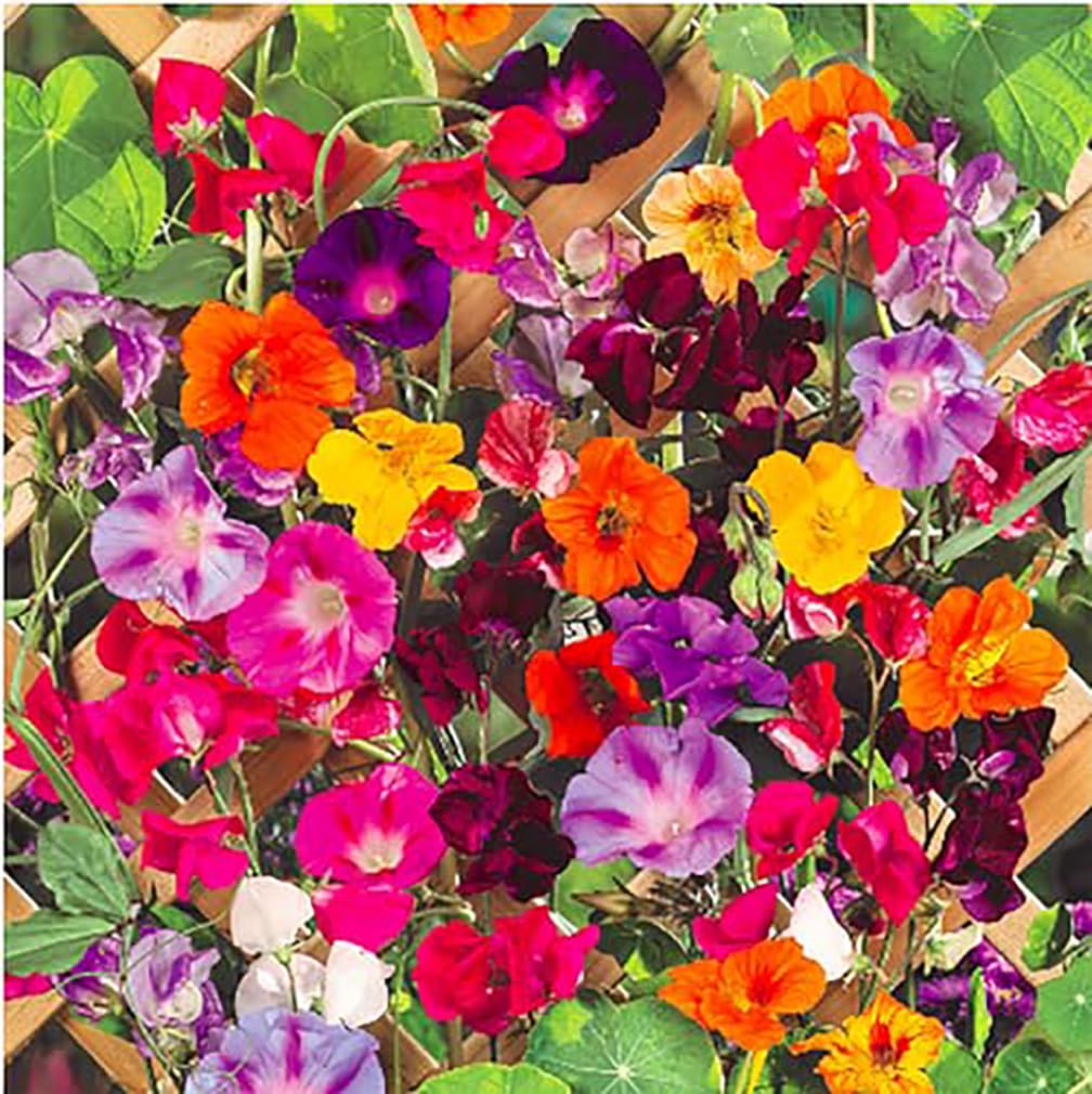 Marde Ross & Company Climbing Vine Seeds Mix