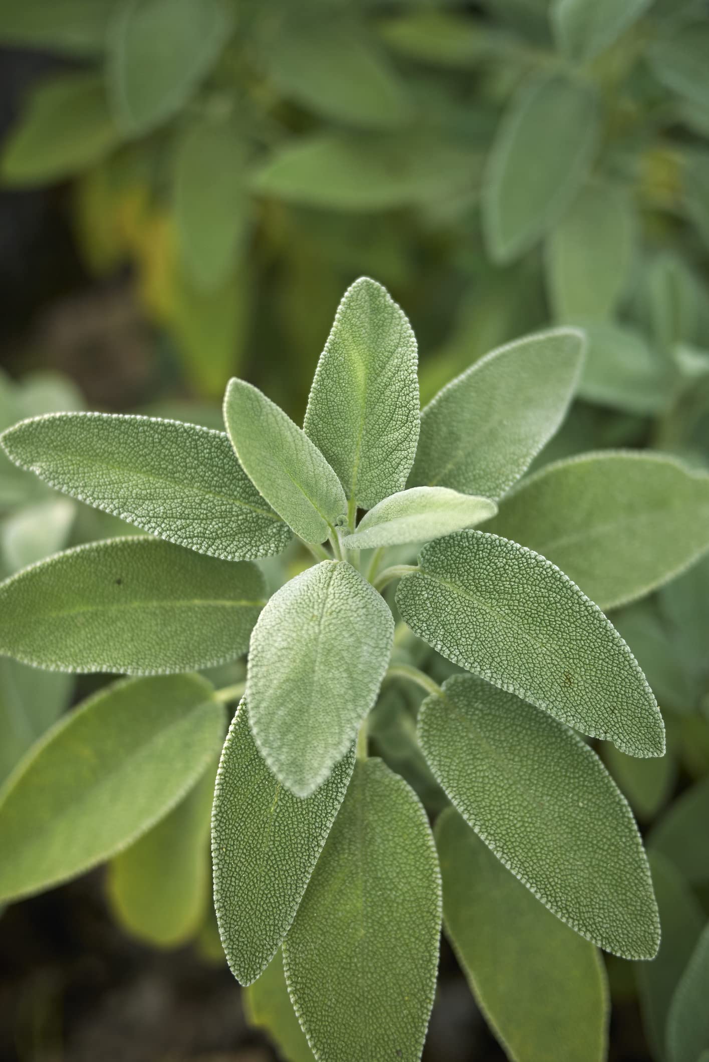 Plus de 300 graines de Sauge Vraie Salvia officinalis pour Jardin, Cuisine, Plante Médicinale
