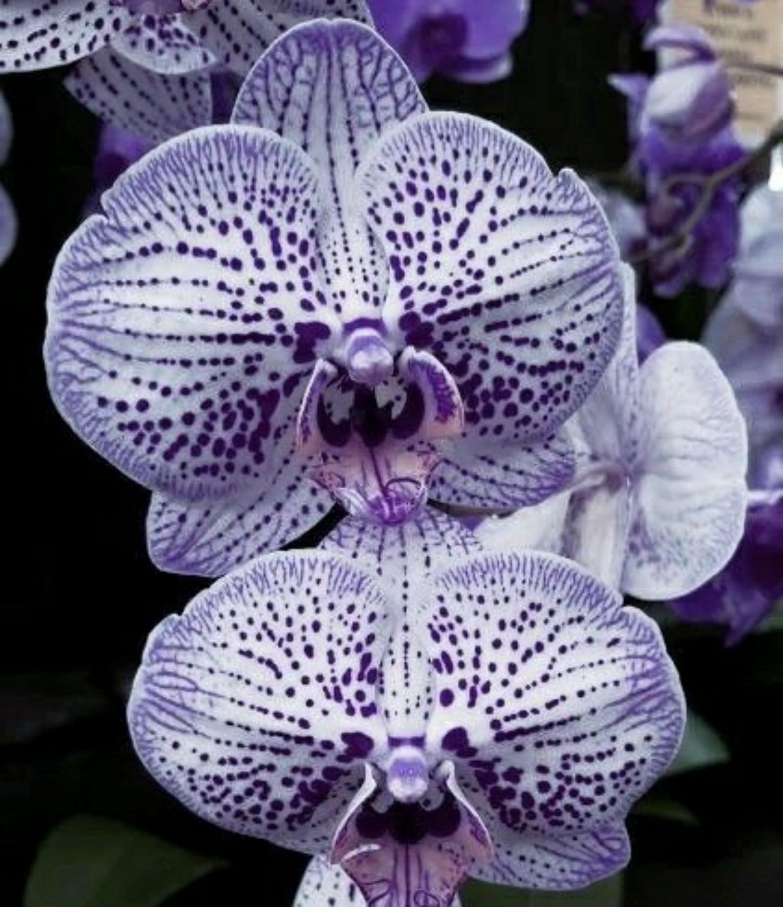 Cymbidium Bulbs/Cymbidium Orchid Plants/Hardy Perennial/Plants UK/Excellent Display-10 Bulbs-F