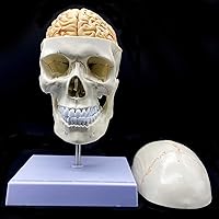 Vista 5 de Cráneo humano con cerebro y vértebra cervical Modelo anatómico Anatomía de tamaño real para estudio de aula de ciencias Modelo de enseñanza