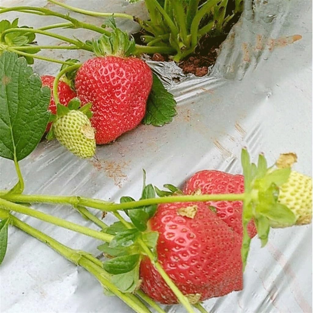 Ogrodowa ściółka plastikowa, folia ogrodowa ściółkująca, 0,012 mm rolnicza srebrzysta odblaskowa folia, sadownicze folie ściółkujące z tworzywa sztucznego, do szklarniowej pielęgnacji warzyw(Length 25