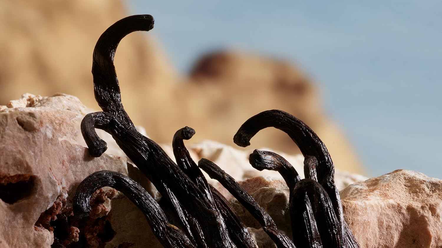 Dolce&Gabbana Q Parfum, Eau De Parfum Spray, For Women - Image 6