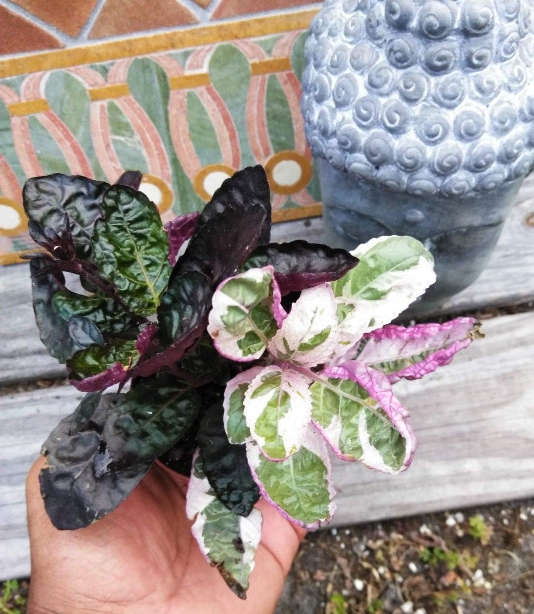 Purple Waffle Plant & Snow White Purple Plant 3 inch Pot