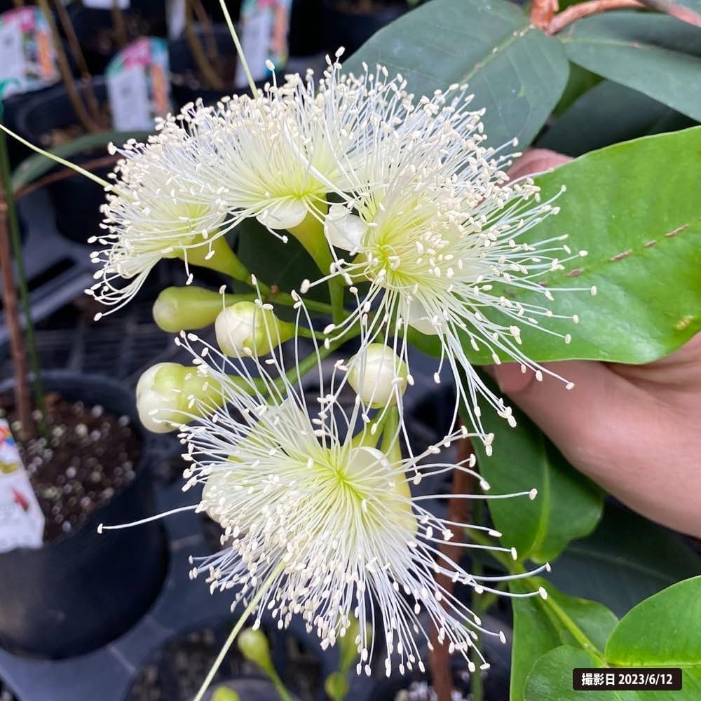 ピンク　レンブ　苗 Amazon.co.jp: 赤レンブ 苗 4.5号ポット 沖縄県産 : DIY・工具