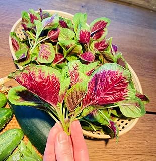 Edible Red Amaranth Seeds 1/4 OZ (Approx. 8000 Seeds) - Red Stripe Leaf Amaranth - Chinese Spinach, Yin Cho or Callaloo (Amaranthus Tricolor)