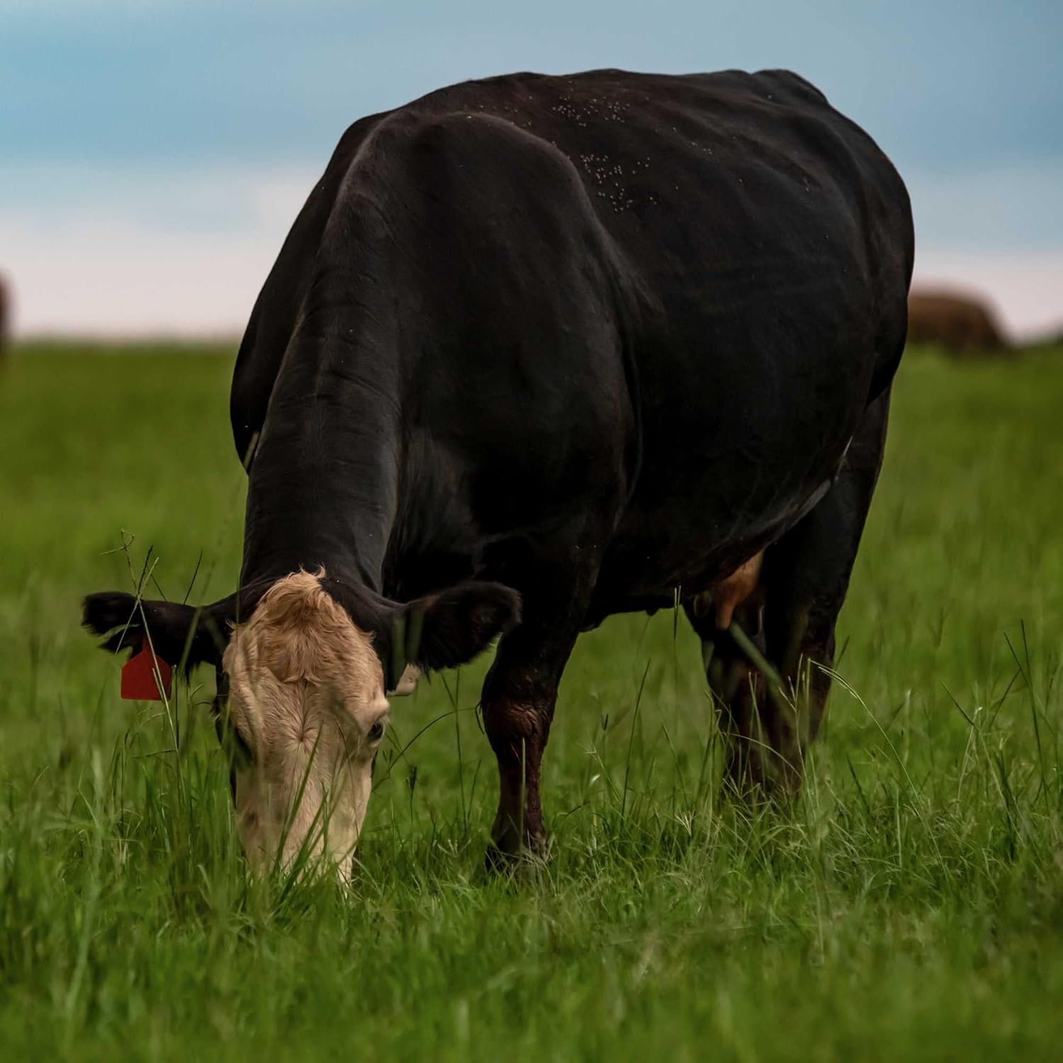 Outsidepride Forage Bermuda Seeds - 50 lb. Perennial, Drought Tolerant & Fast-Growing, Pasture Seeds for Planting Large Grass Leaves, Ideal for Hay Foraging & Rotational Grazing