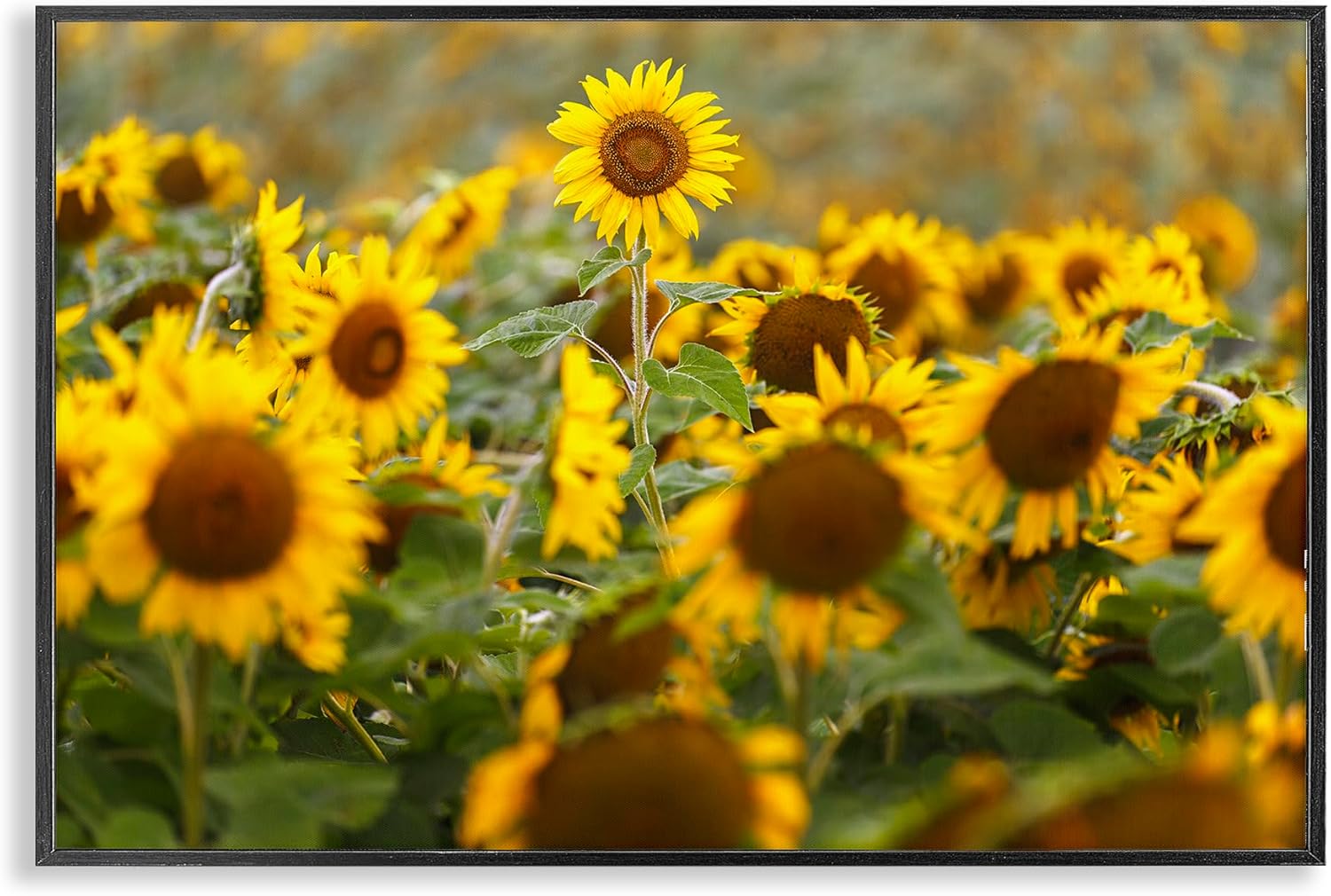 Stupell Industries Central Sunflower in Meadow Black Framed Giclee Art, design by Andy Crawford, 12 x 18