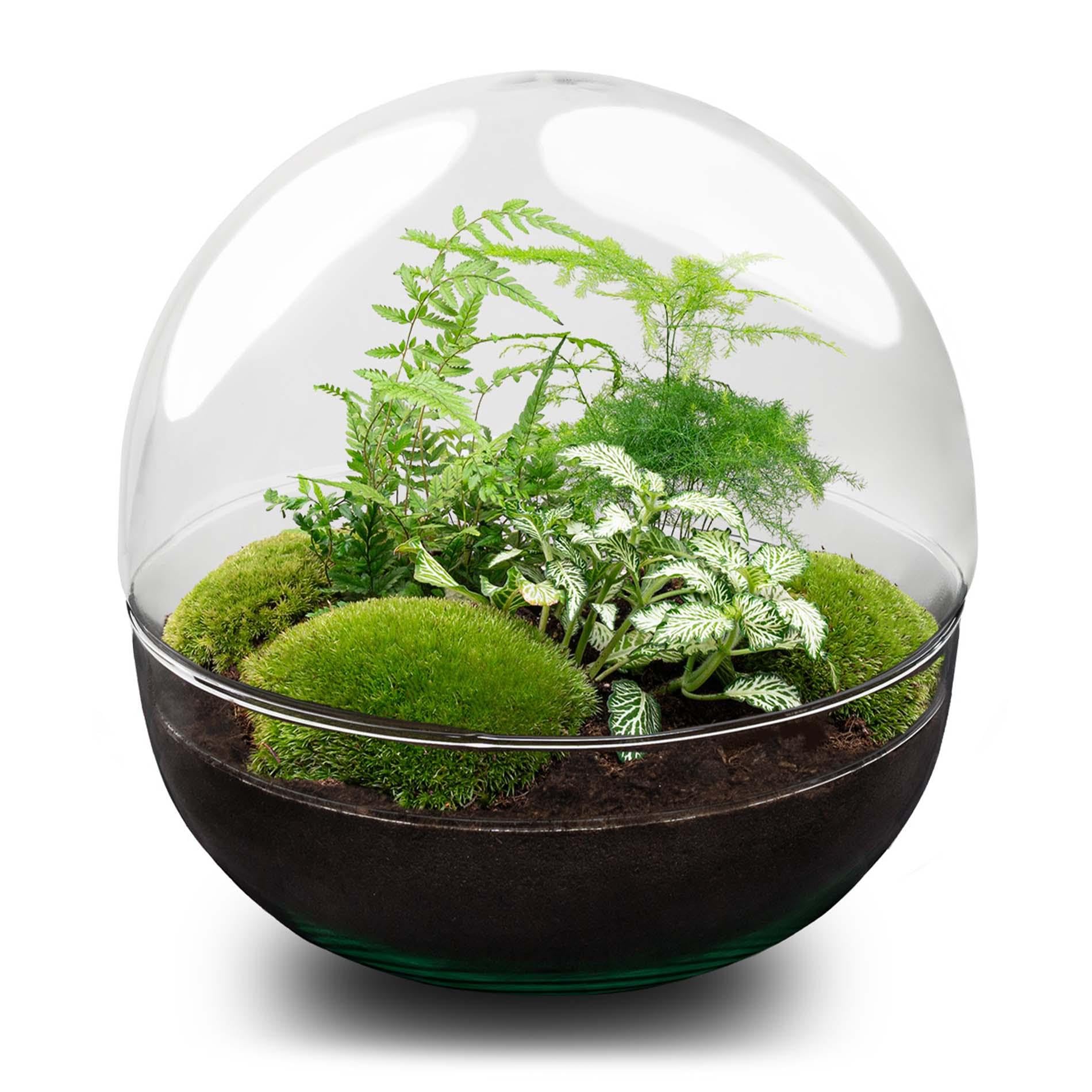 DIY Pflanzen-Terrarium Glas, Flaschengarten Set, Dome XL Ø 28 cm