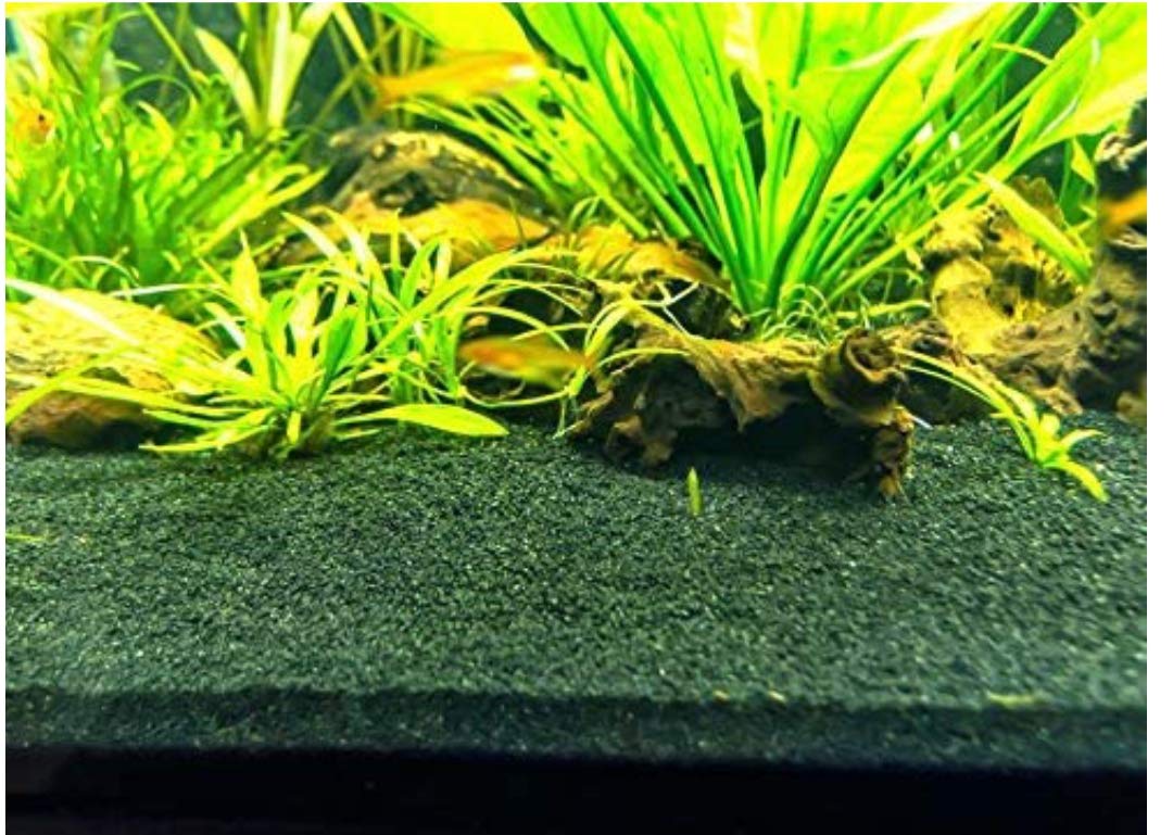 See full amazon price history chart for World of Creations Natural Crushed Sand for Specially for Aquarium,Sand Pit,Kids Playing (8 KG, Nature Green) World of Creations Natural Crushed Sand for Specially for Aquarium,Sand Pit,Kids Playing (8 KG, Nature Green) (B08LD2ZTNT) Amazon Price History, Amazon Price Tracker
