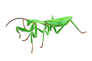 Amazon Co Jp カマキリ
