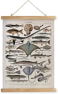XIAOAIKA Vintage Fish Species Poster - Educational Oceanic Life Chart wi...