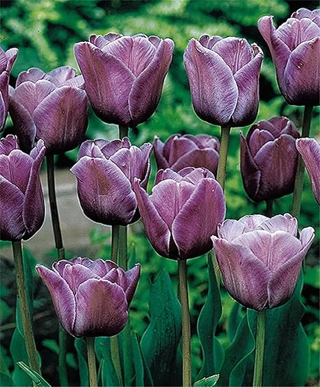 Amazon 多年生の球根植物 チューリップ球根通販 繊細で美しい花びら 庭用のチューリップ球根 一年中鉢植えが可能 チューリップ は高水準の儀式用の花です 観賞用の花 適応性強い ナチュラルでオーガニック 15球根 花