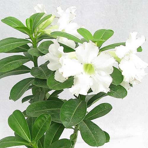 Miniatura 7 de QAUZUY GARDEN 8 semillas de rosa del desierto blanca Adenium Obesum semillas de flores de reliquia sin OMG planta bonsái tropical exótica perenne