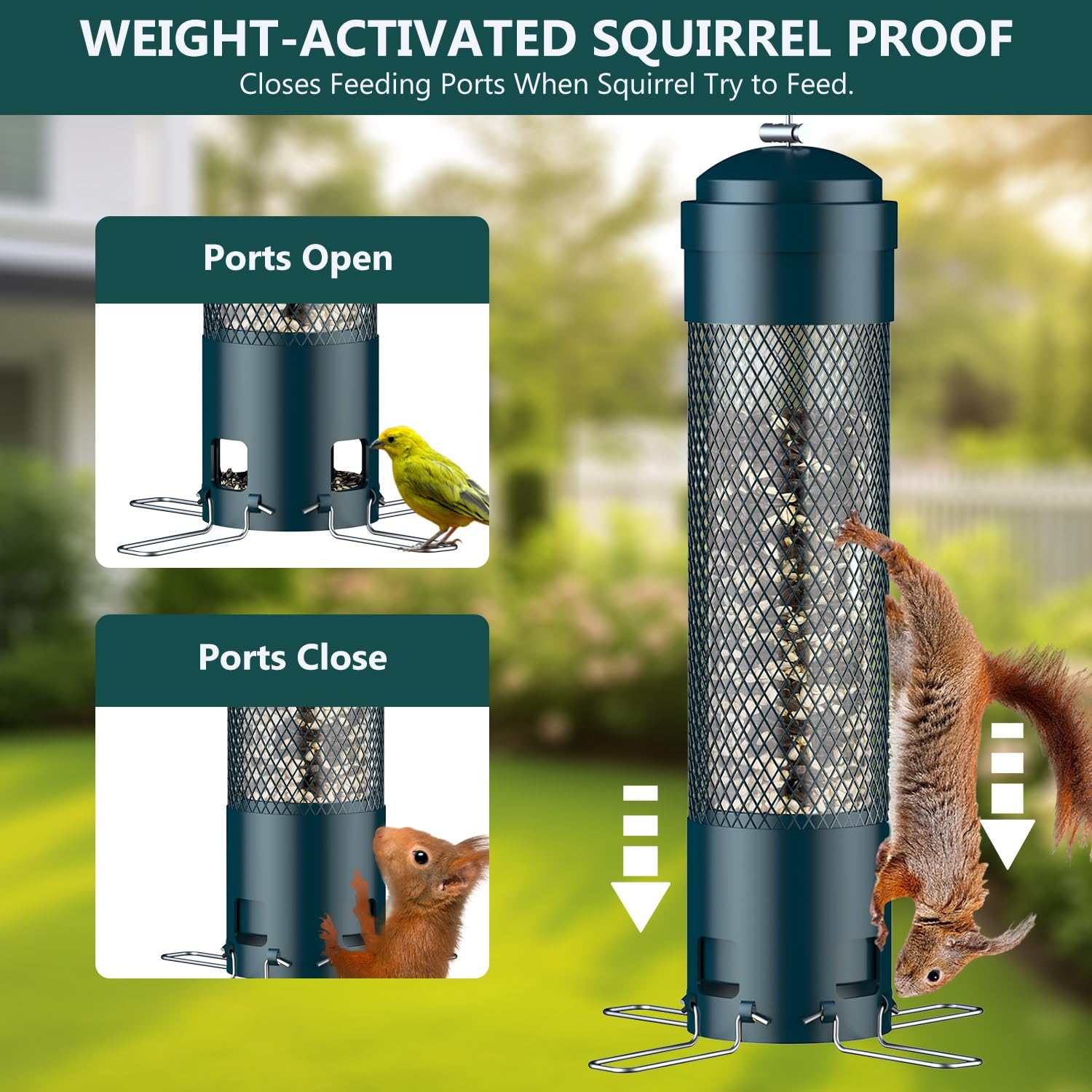 Squirrel Proof Bird Feeder - Attract Birds! -2