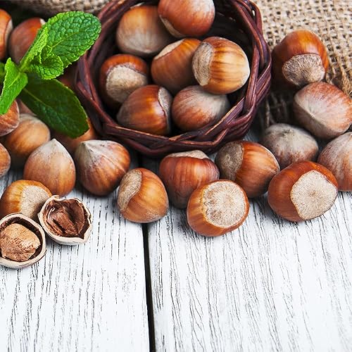 Miniatura 6 de QAUZUY GARDEN 25 semillas de avellana (Corylus avellana) Semillas de avellana comunes  Semillas de nueces orgánicas tradicionales  Planta de nuez