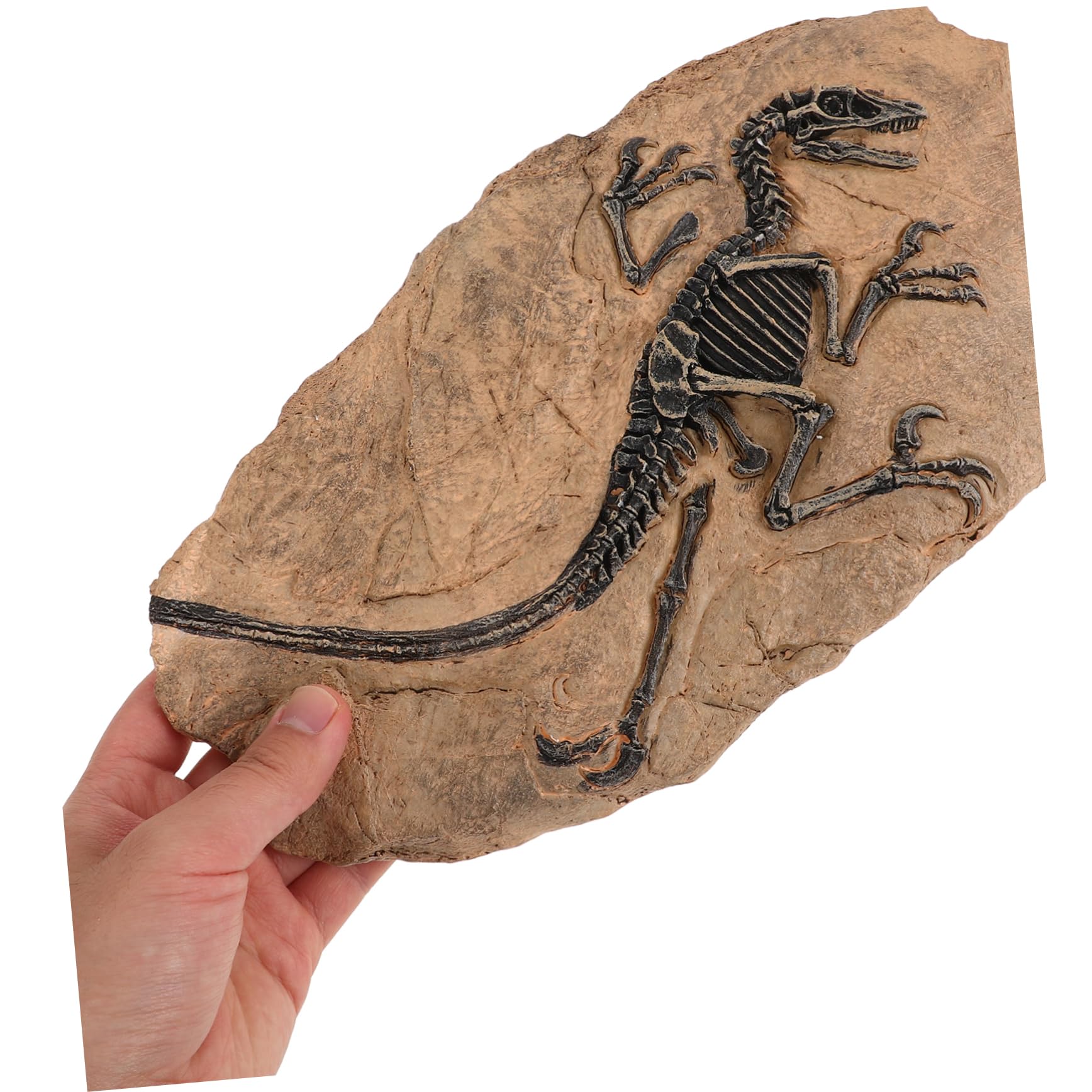 Set di 1 Modello di Fossile di Dinosauro in Resina Superficie Liscia, Decorazione Educativa per Compleanni e Regalo per Ragazzo Ragazza