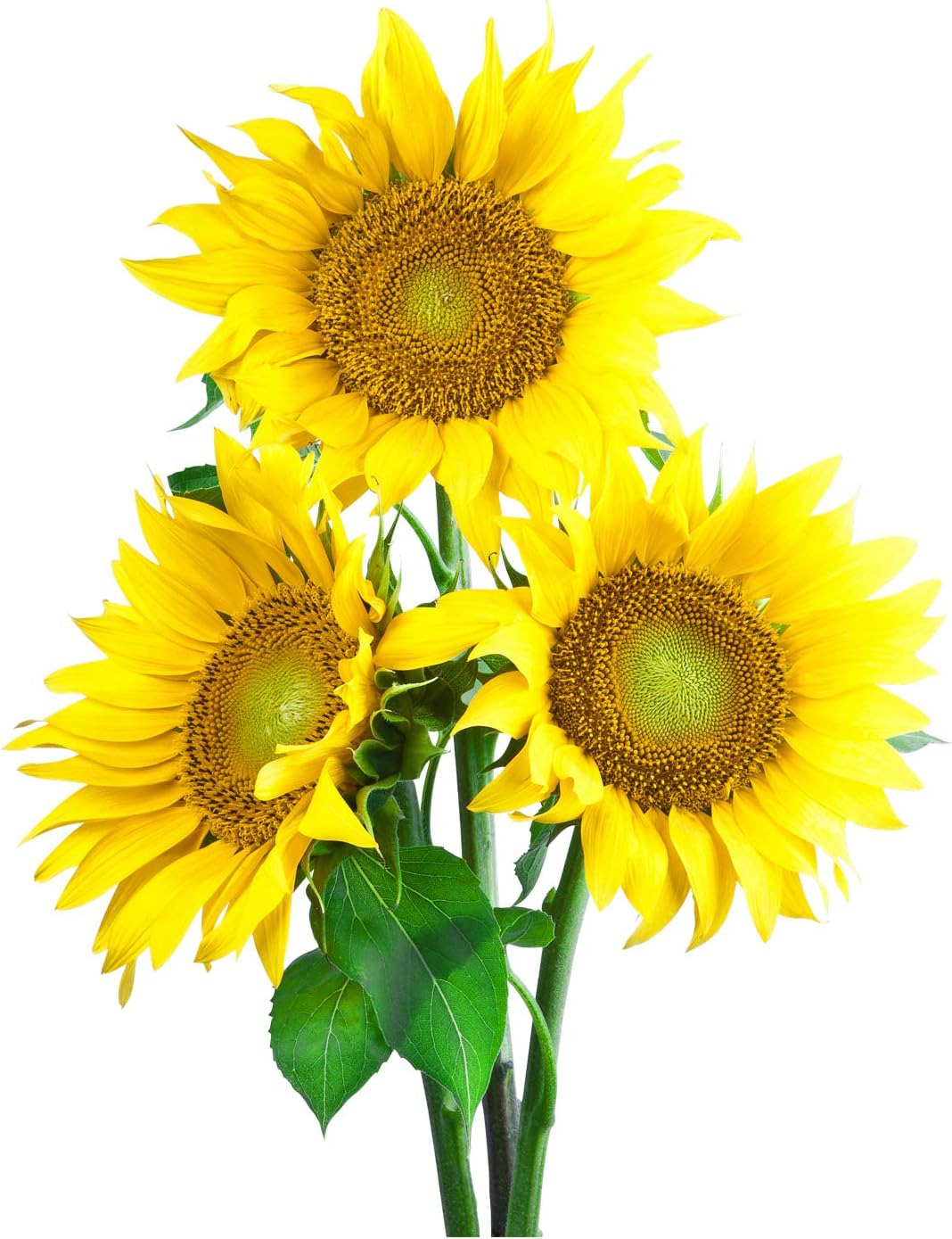 Sunflower Beautiful Flowers Vinyl Wall Decals Decors Removable Stickers Murals