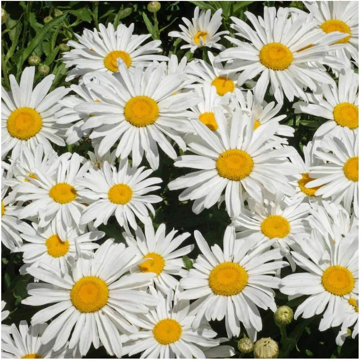 Everwilde Farms - 1/4 Lb Silver Princess Shasta Daisy Wildflower Seeds - Gold Vault