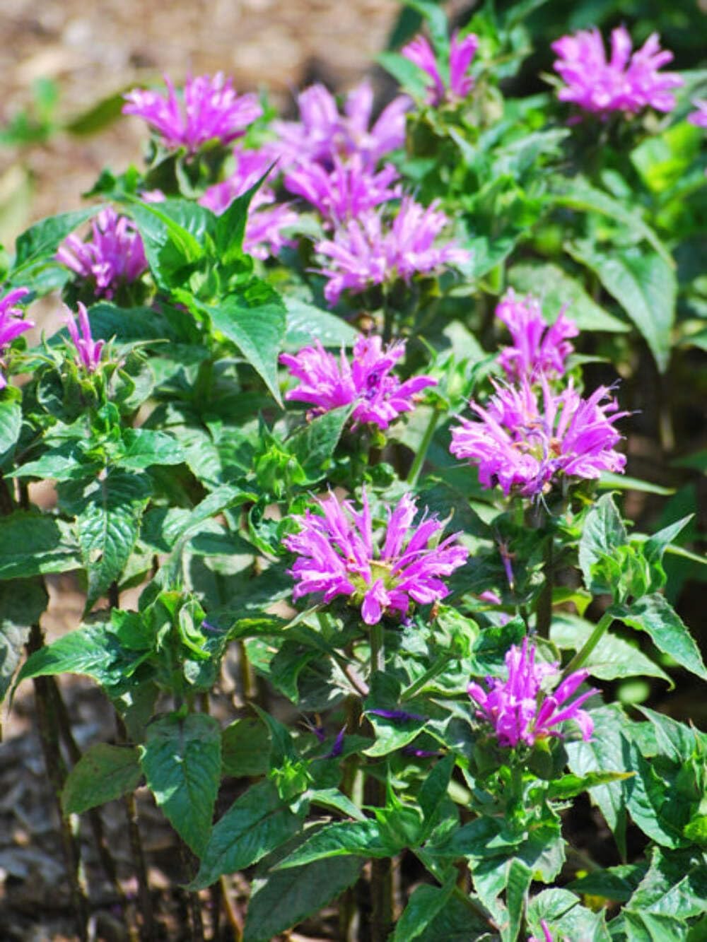Perennial Farm Marketplace Monarda d. 'Petite Delight' (Dwarf Bee Balm) Perennial, Size-#1 Container, Pink-Lavender Flowers
