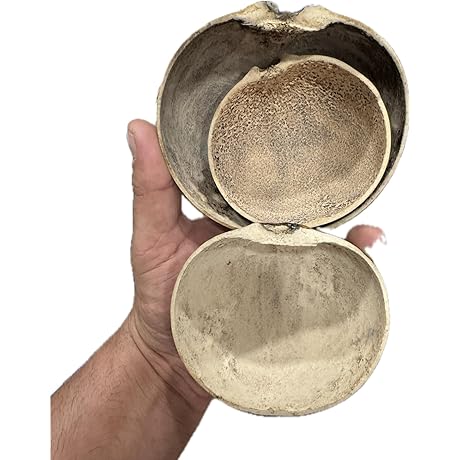 Jicaras de Guira 3-6" (3 pack)