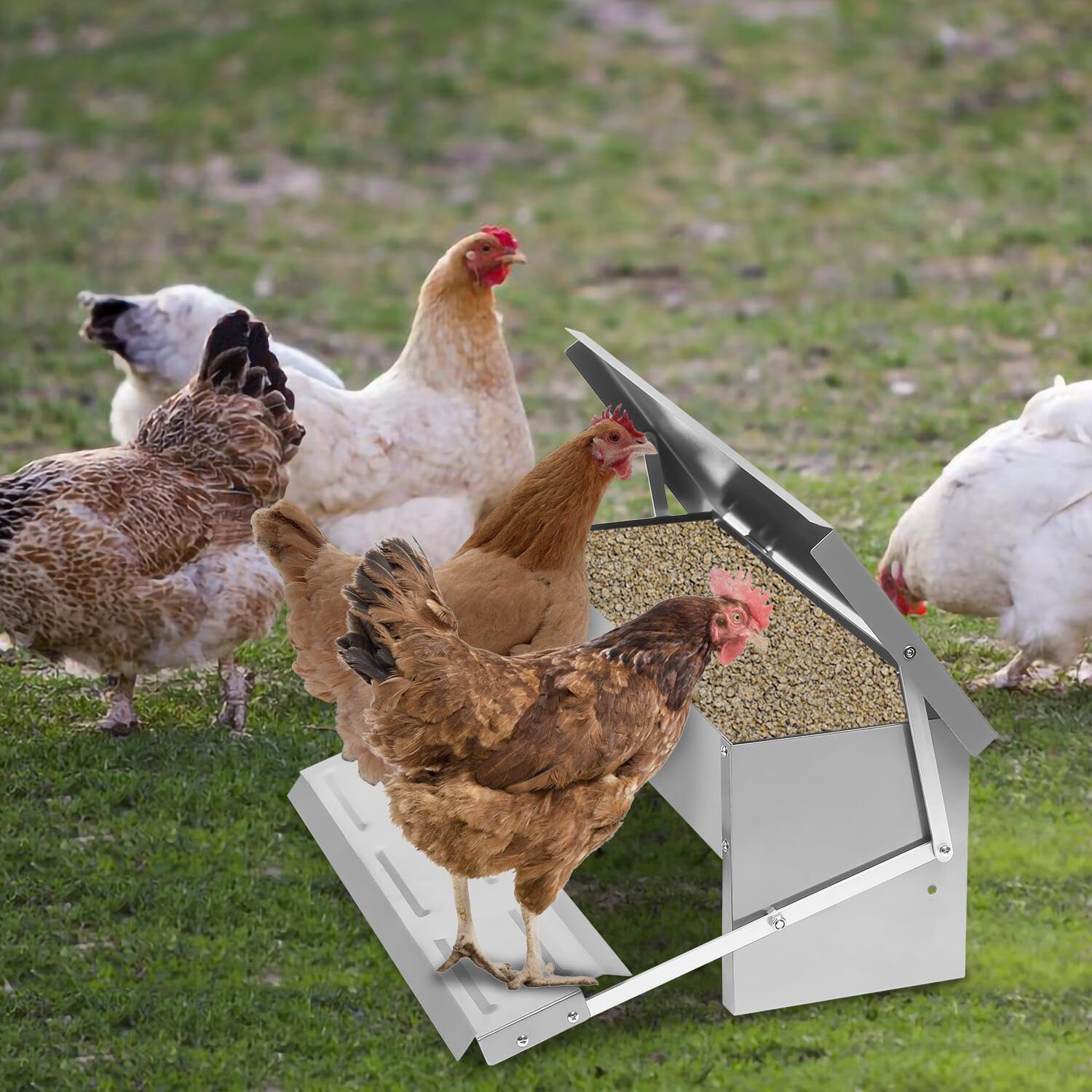 Mangiatoia automatica con pedale automatico e coperta impermeabile, mangime per pollame, 2 mangiatoie automatiche per pollame, 5 kg, zincate