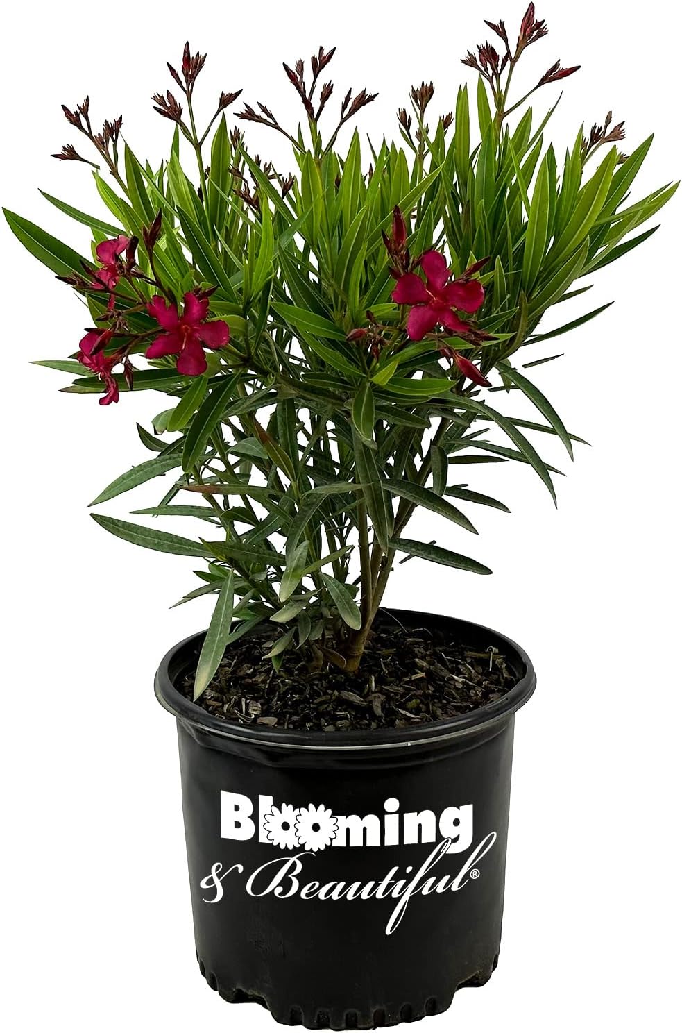 Hardy Oleander - Evergreen Flowering Landscape Plants (Austin Pretty Limits Oleander - 3 gal)