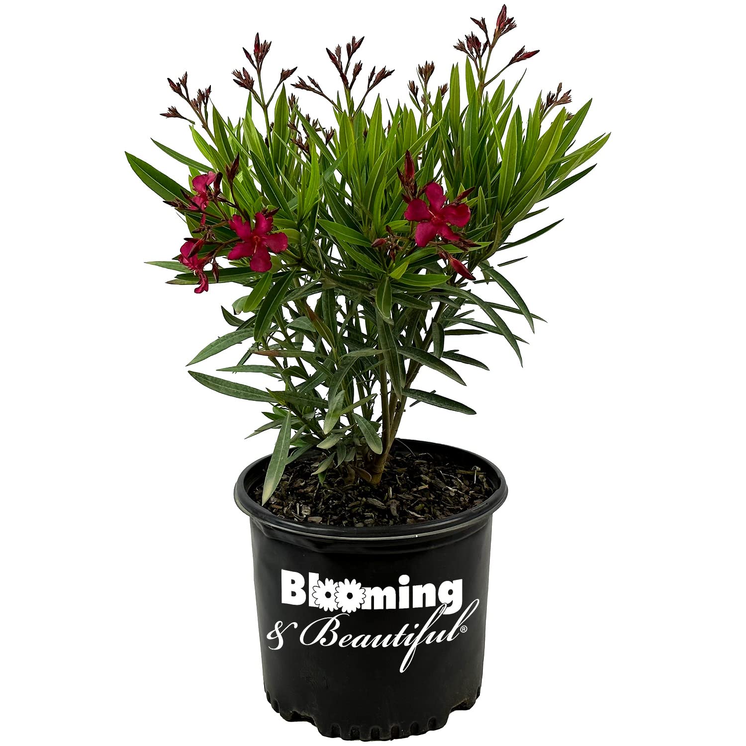 Hardy Red Oleander 3 Gallon