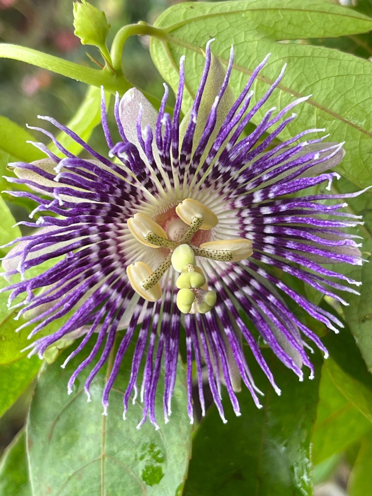 Live Passion Flower (RAKHI BAIL) Climber Plant, Purple Flowering Vine, Fast Growing, Indoor Outdoor Garden Plant In Pot-image-6