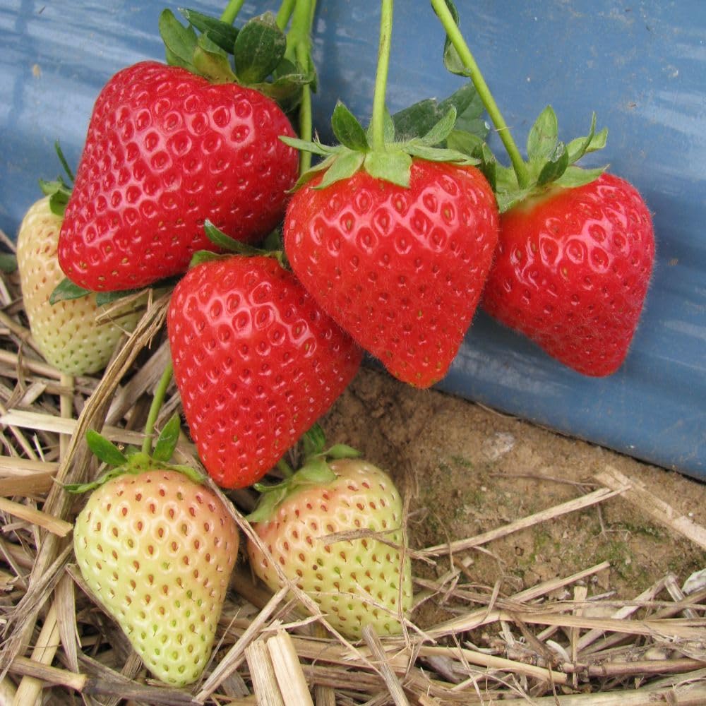 Strawberry Malling Centenary - 10 x Bare Roots - Early Cropping, Rich Red, Flavourful Berries - Thompson & Morgan