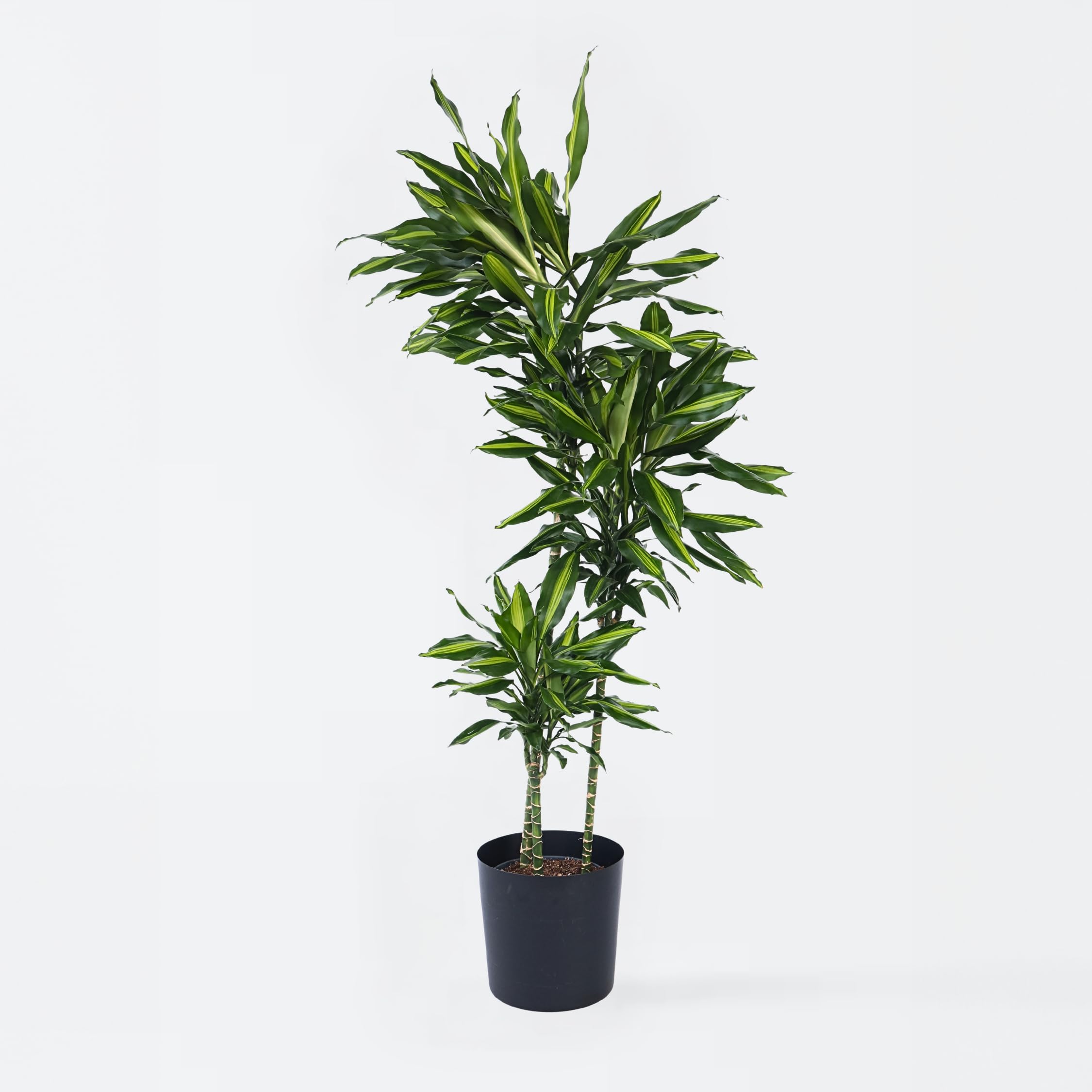 glcksfeder gnstig kaufen Zamioculcas Glcksfeder online kaufen